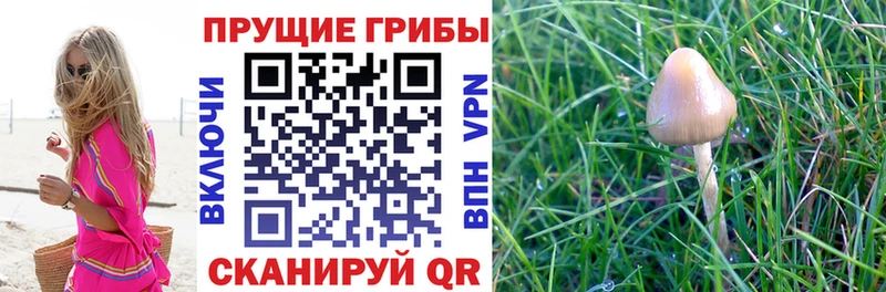 Псилоцибиновые грибы Magic Shrooms  OMG tor  Константиновск 